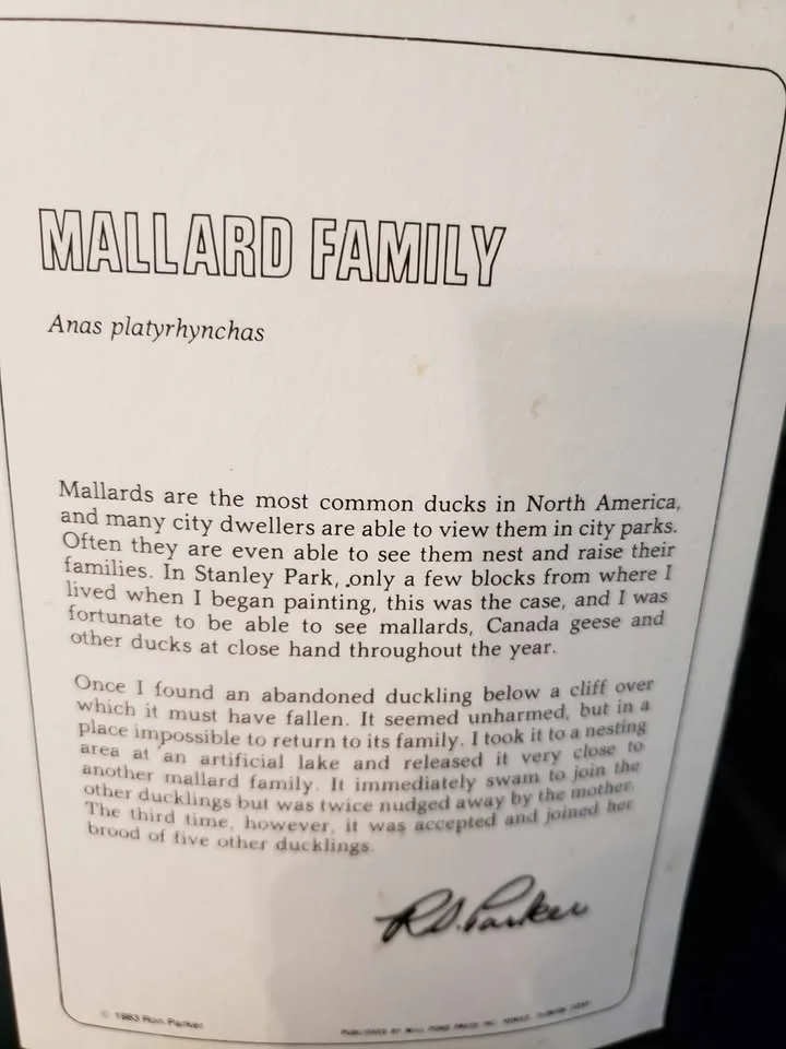 🦆Signed limited edition Ron Parker print "Mallard Family"🦆 image indicator(5)