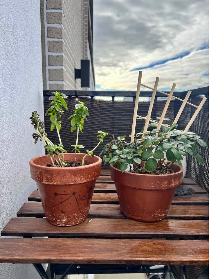 Basil and Rose Plant