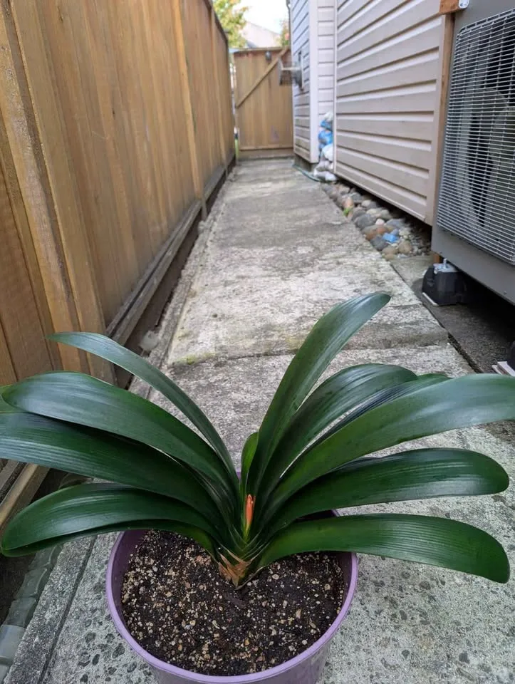 4 years old Clivia in 11" pot image indicator(2)