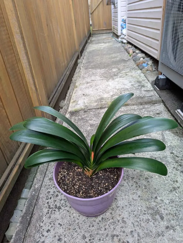 4 years old Clivia in 11" pot image indicator(3)