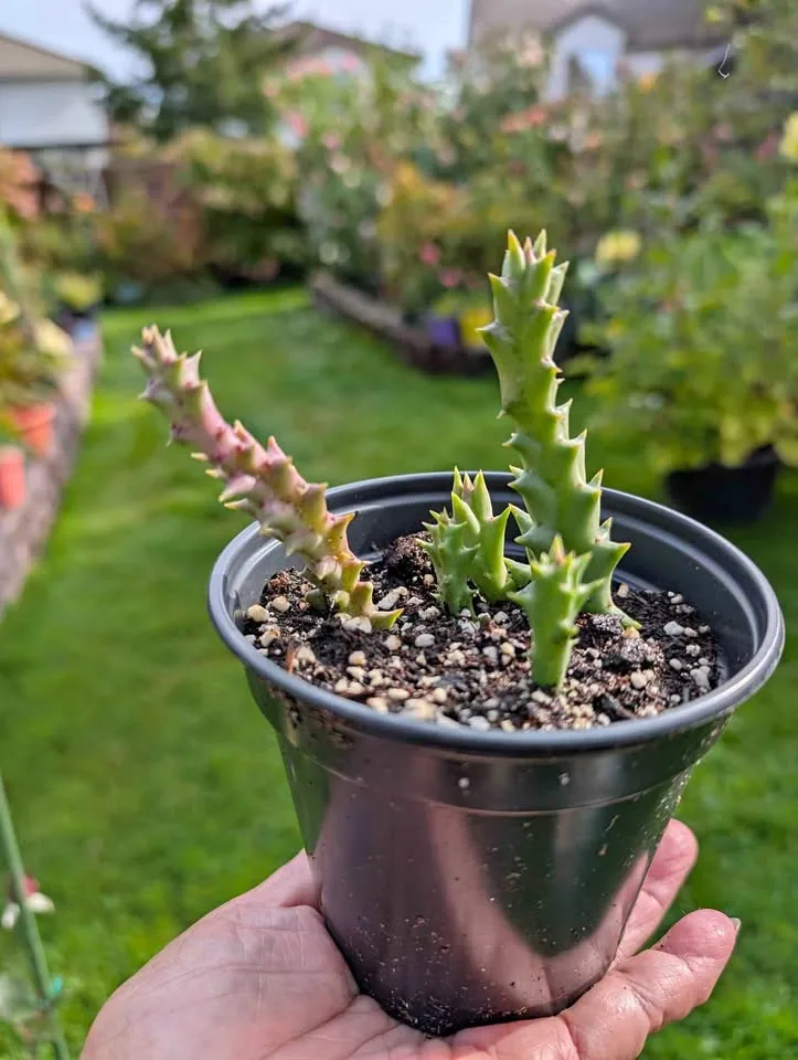 Stapelia variegata 4" pot