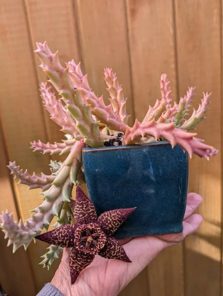 Stapelia variegata 4" pot image indicator(2)