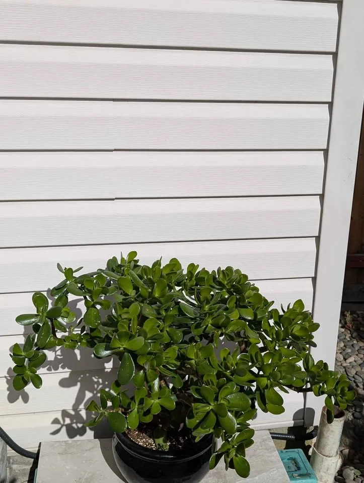 Collection - 10 years olds Crassula Ovata Jade plant 10" ceramic image indicator(2)