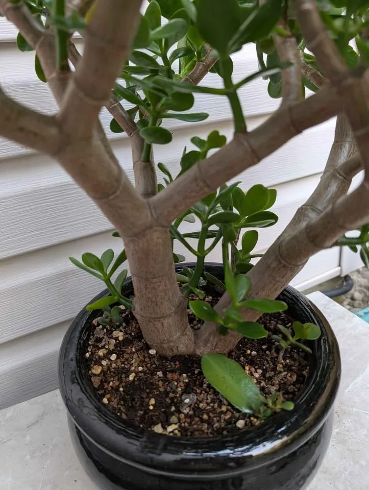 Collection - 10 years olds Crassula Ovata Jade plant 10" ceramic image indicator(3)