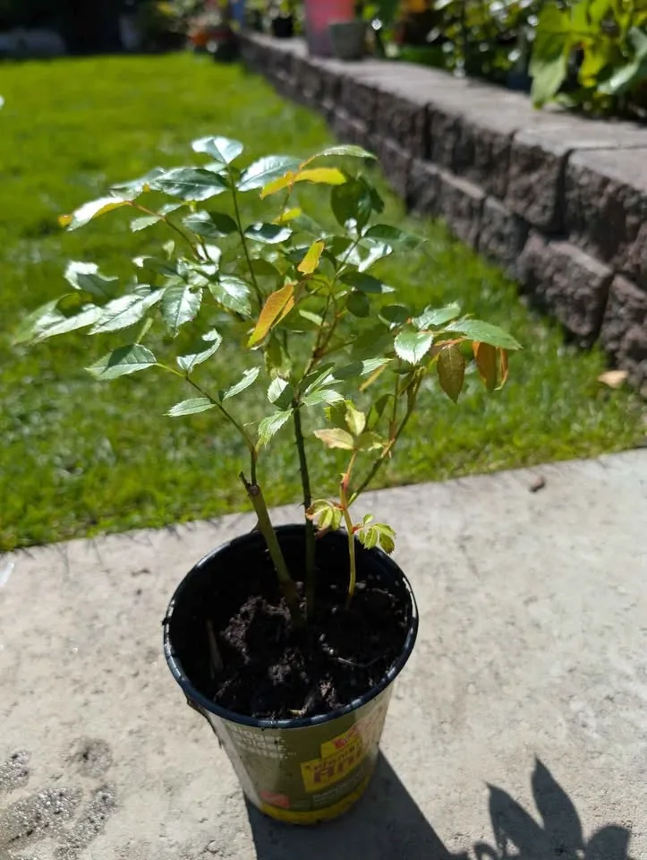 South Africa golden rose image indicator(2)