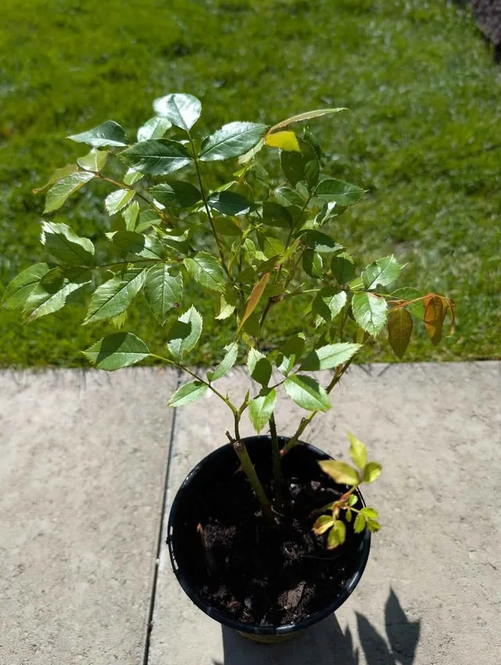 South Africa golden rose image indicator(3)