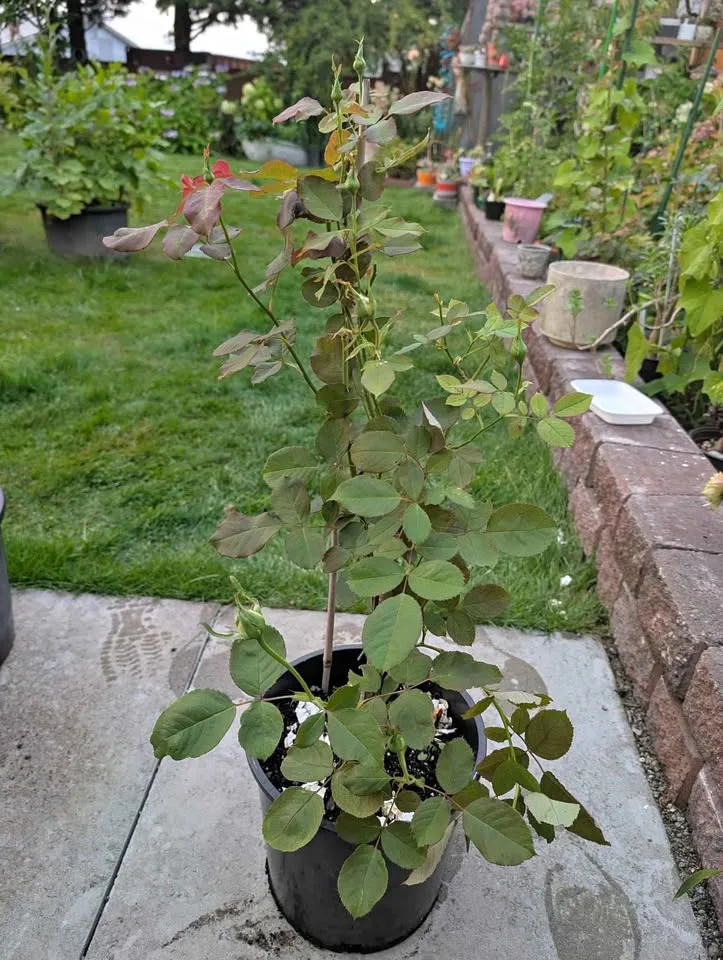 2 GL pot Pope John Paul ii rose 3 years old