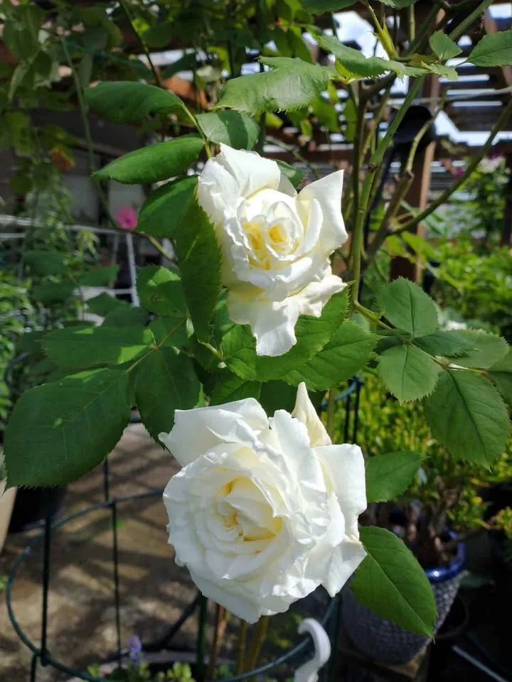 2 GL pot Pope John Paul ii rose 3 years old image indicator(2)