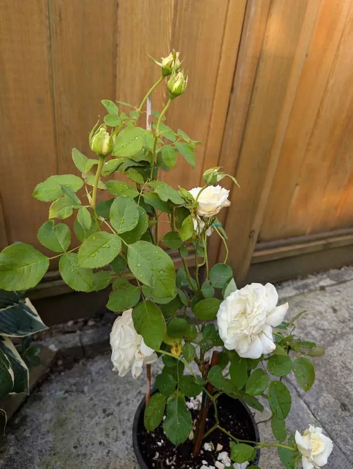 2 GL pot Pope John Paul ii rose 3 years old image indicator(3)