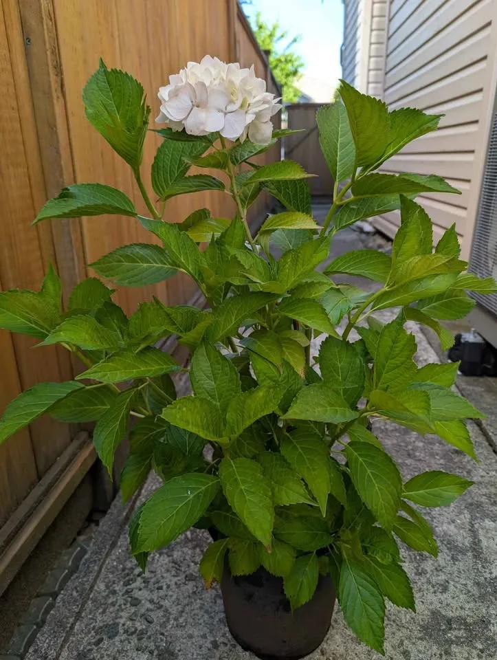 RARE- Hydrangea macrophylla sister Theresa 4 years old image indicator(2)