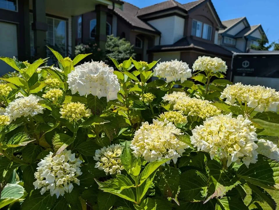 RARE- Hydrangea macrophylla sister Theresa 4 years old image indicator(3)