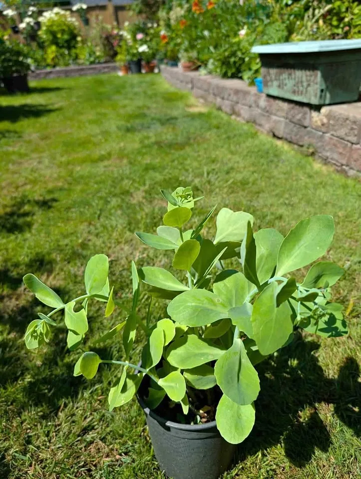Sedum autumn joy 1 gl
