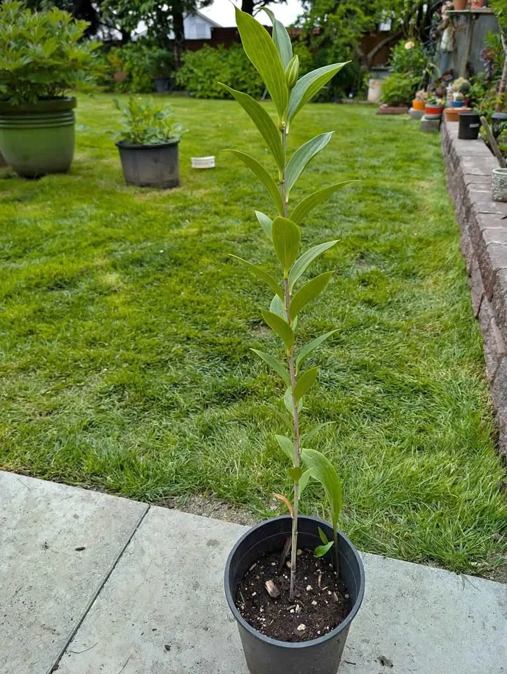 1 gl Oriental lily Casa Blanca