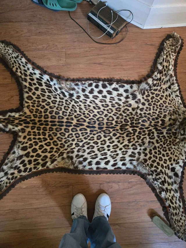 Leopard skin taxidermy rug image indicator(2)