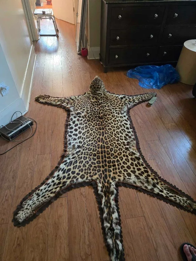 Leopard skin taxidermy rug image indicator(4)