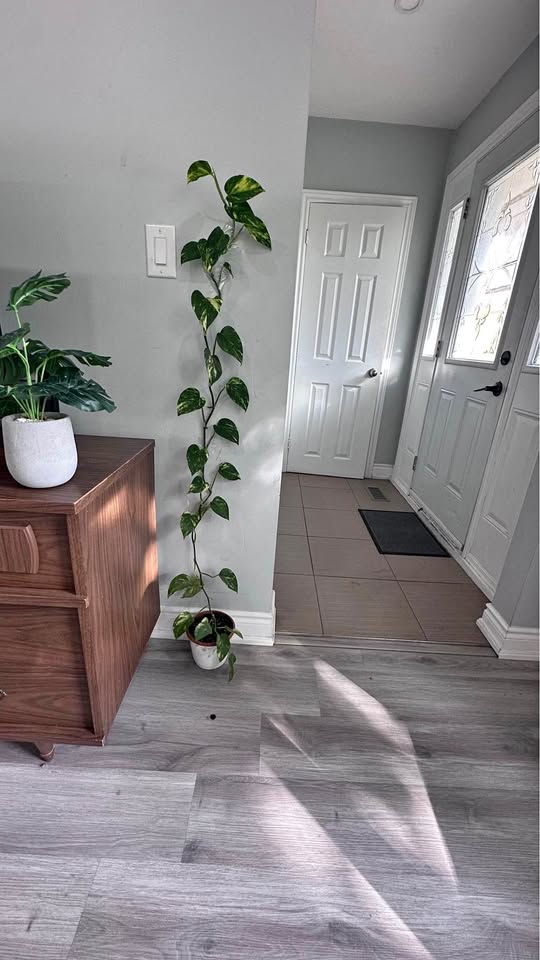 Money Plant