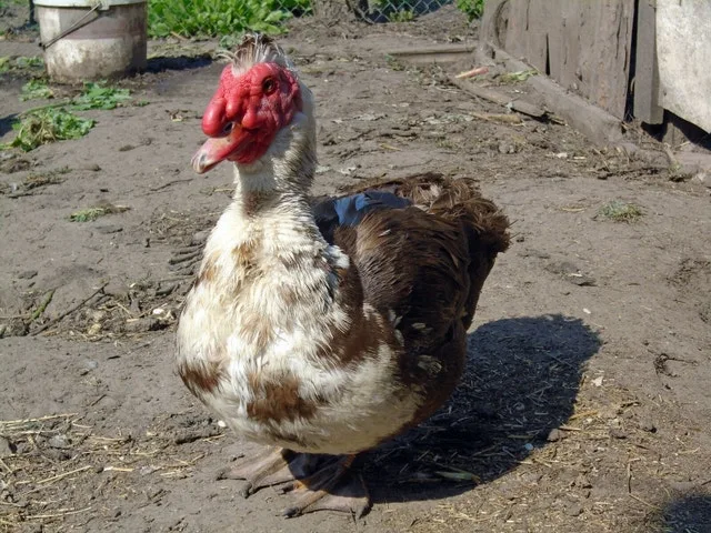 Sony Cyber-shot DSC-W800 20.1 MP Digital Camera image indicator(4)