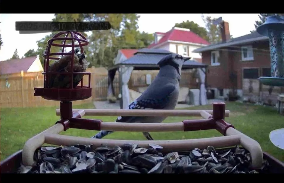 Brand New - Bird Feeder with Camera Solar Powered image indicator(2)