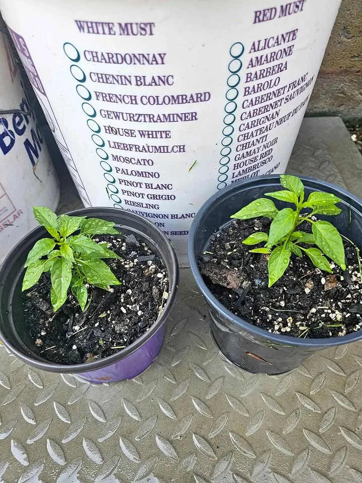 Hot Cayenne Chilli Pepper 🌶