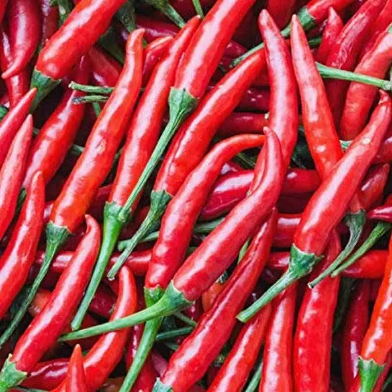 Hot Cayenne Chilli Pepper 🌶 image indicator(2)