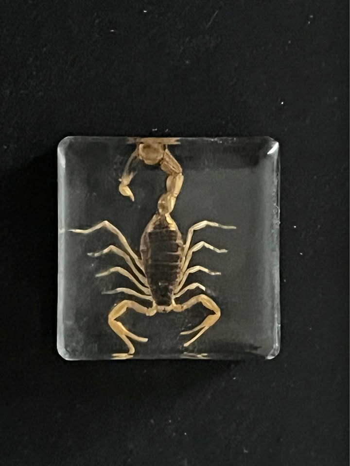Decoration scorpion in resin