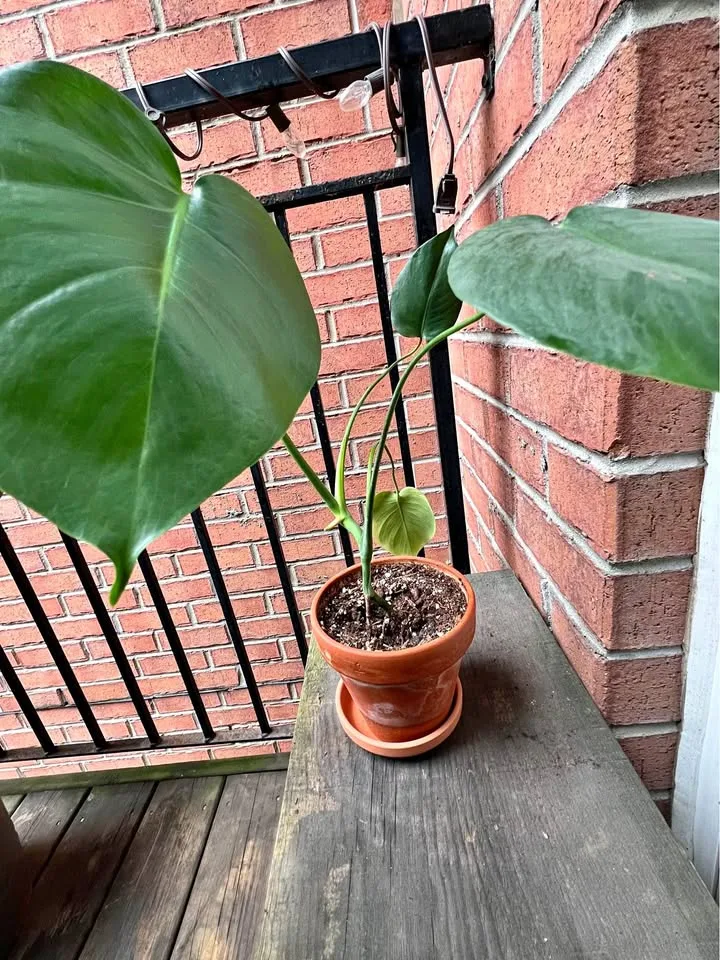 Monstera Deliciosa in Clay Pot - Young