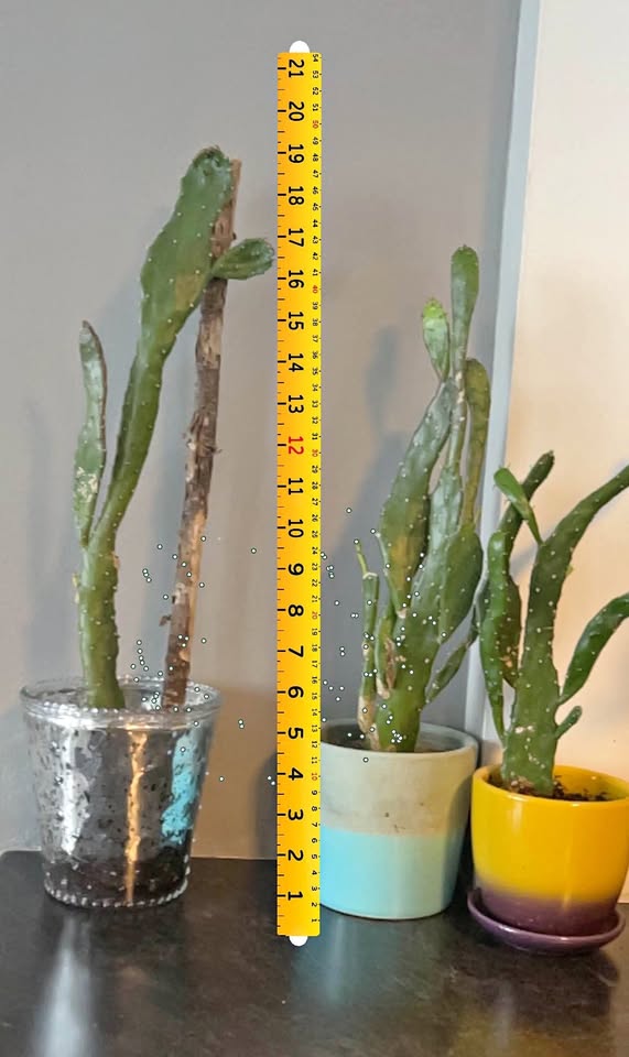 prickly pear cactus $20 each