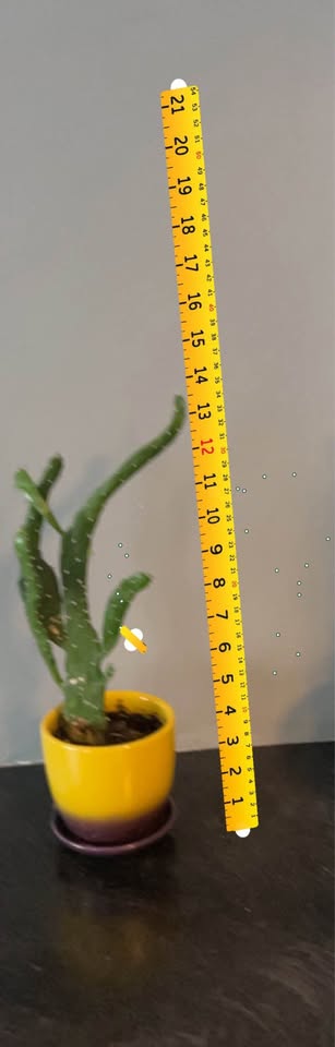 prickly pear cactus $20 each - photo 2
