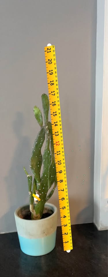 prickly pear cactus $20 each - photo 3