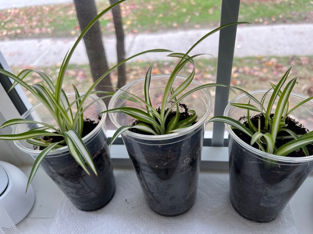 Spider Plant Babies