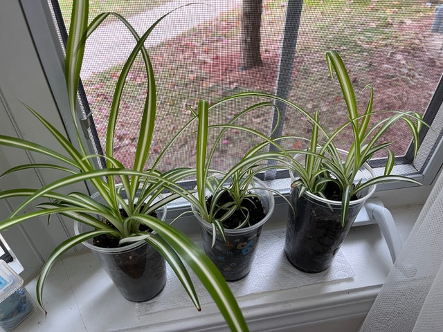 Spider Plant Babies - photo 2