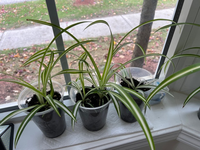 Spider Plant Babies - photo 3
