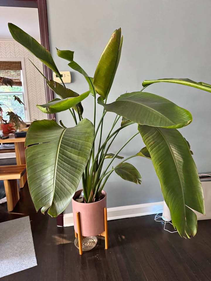 5ft tall bird of paradise
