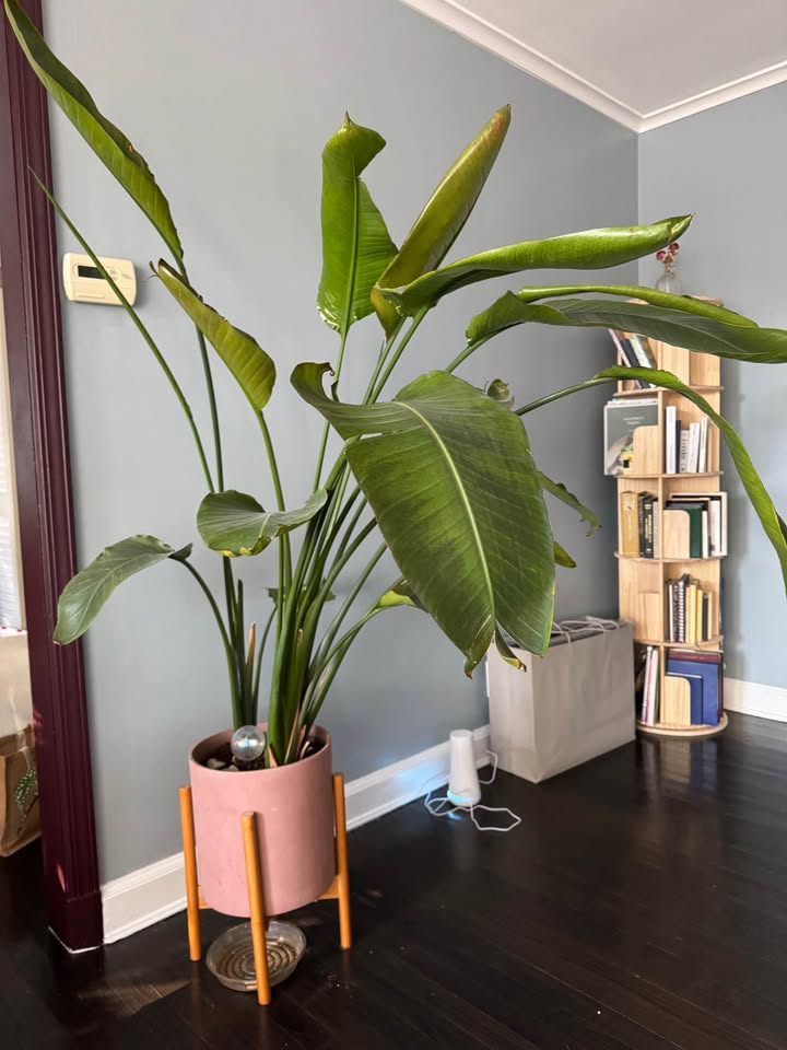 5ft tall bird of paradise - photo 2