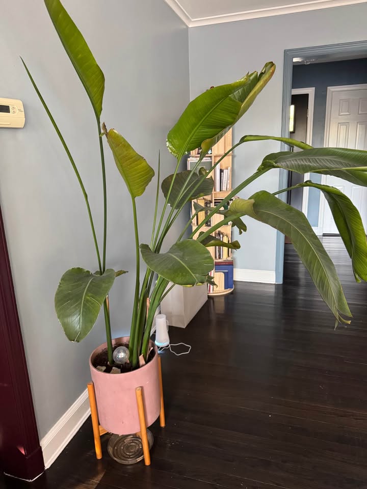 5ft tall bird of paradise - photo 3
