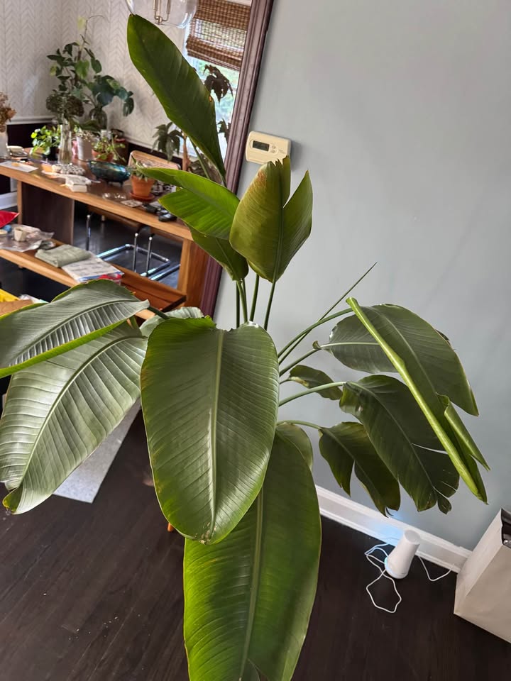 5ft tall bird of paradise - photo 4