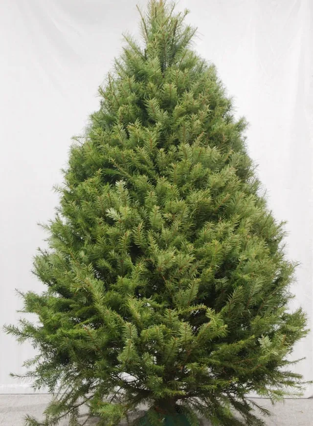 Fresh-Cut Christmas Trees (Free Delivery + Setup)
