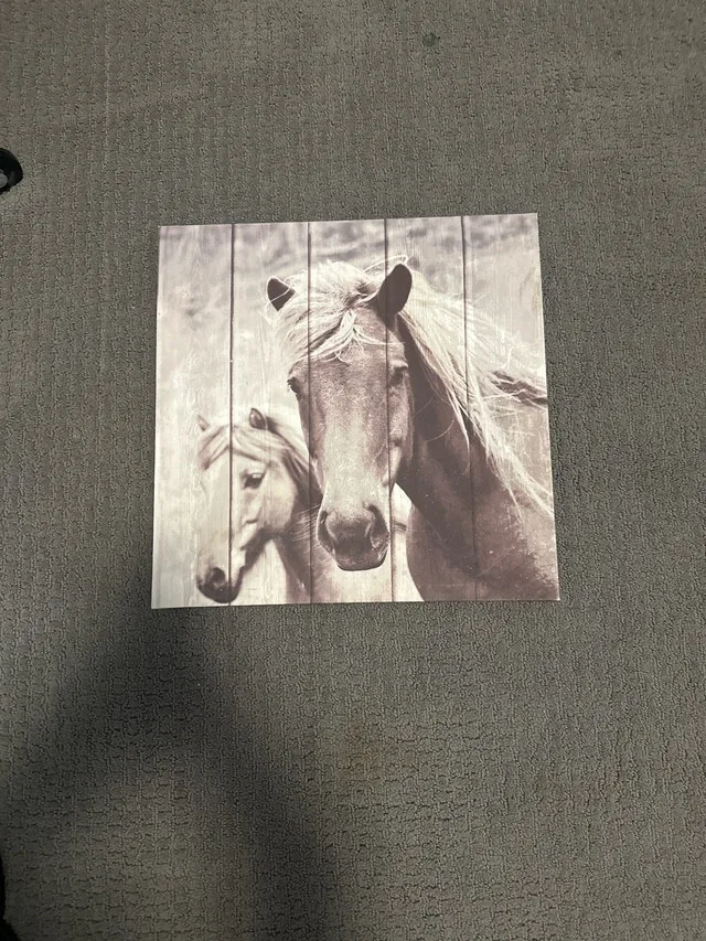 Black and white horse picture