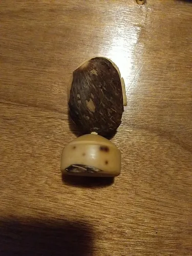 Tagua But Indigenous Carving Signed HVascar image indicator(3)