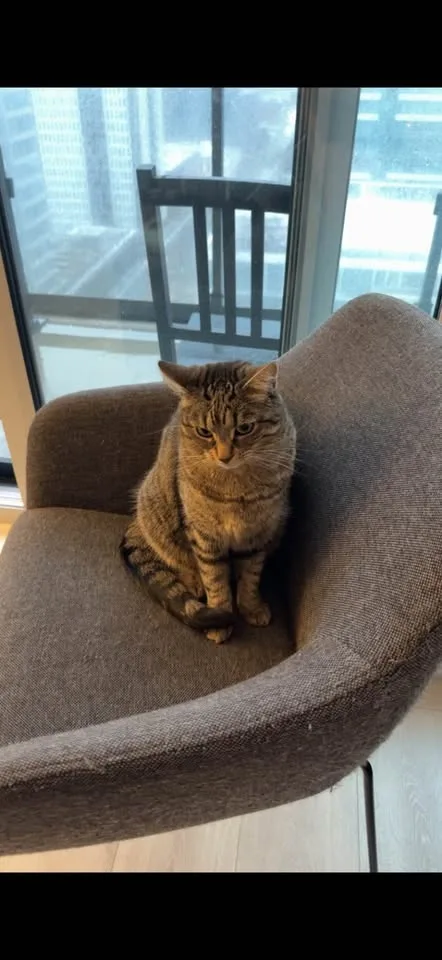 IKEA TOSSBERG Chair – Metal Black / Gunnared MOVE OUT SALE!! image indicator(2)