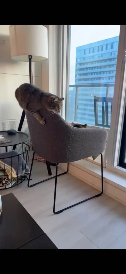 IKEA TOSSBERG Chair – Metal Black / Gunnared MOVE OUT SALE!! image indicator(6)