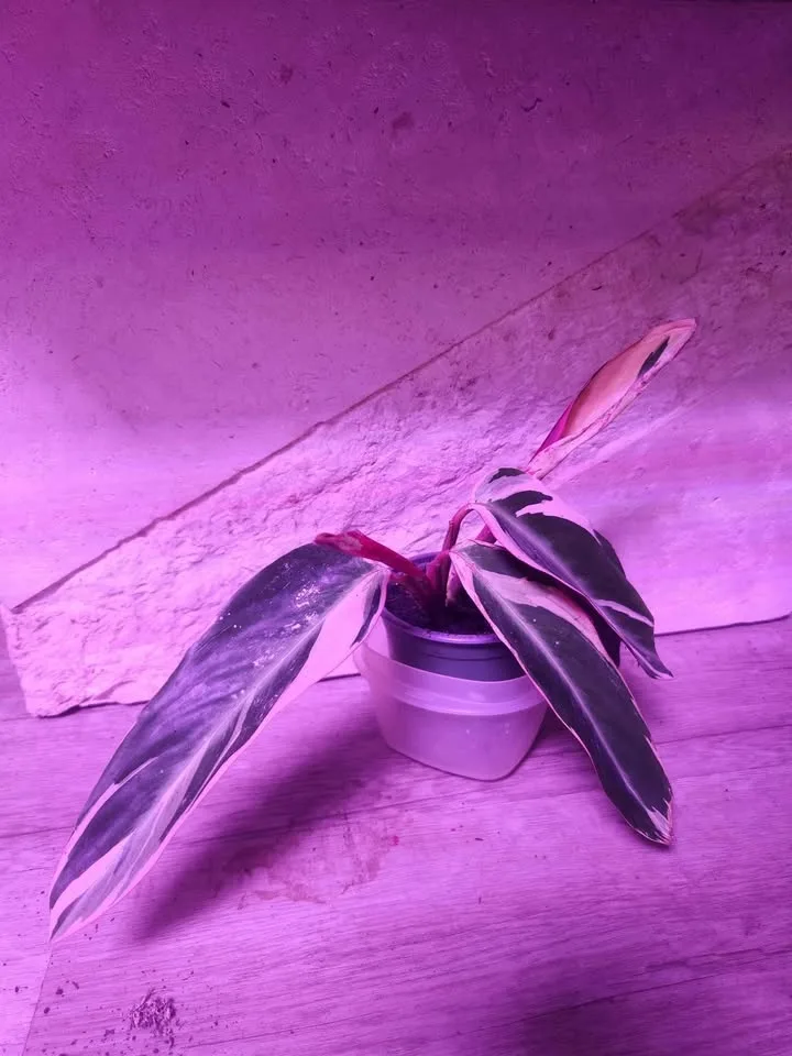 Stromanthe Triostar image indicator(2)