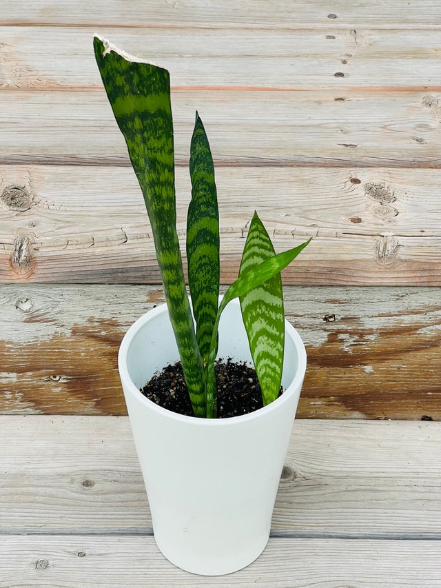 SANSEVIERIA / SNAKE PLANTS IN A WHITE CERAMIC POT