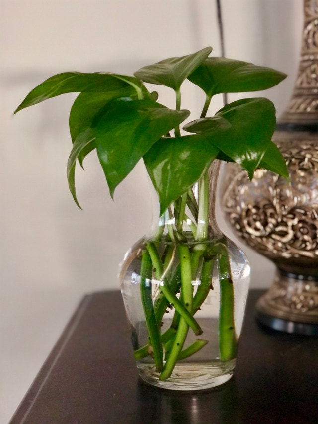 POTHOS CLIPPING STEM