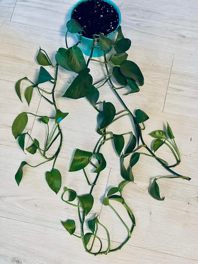 POTHOS CLIPPING STEM - photo 2