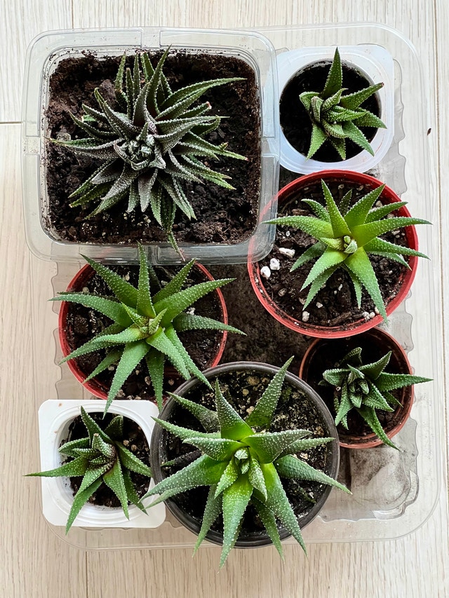 ZEBRA HAWORTHIA SUCCULENTS