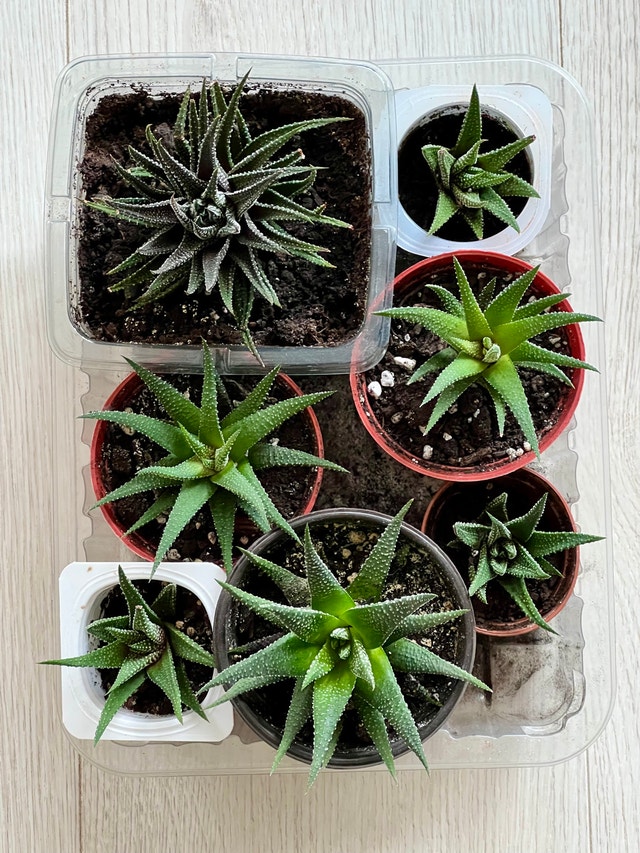 ZEBRA HAWORTHIA SUCCULENTS - photo 2