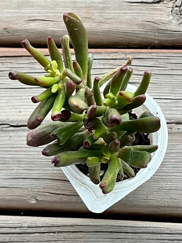 SHREK EAR GOLLUM JADE SUCCULENT