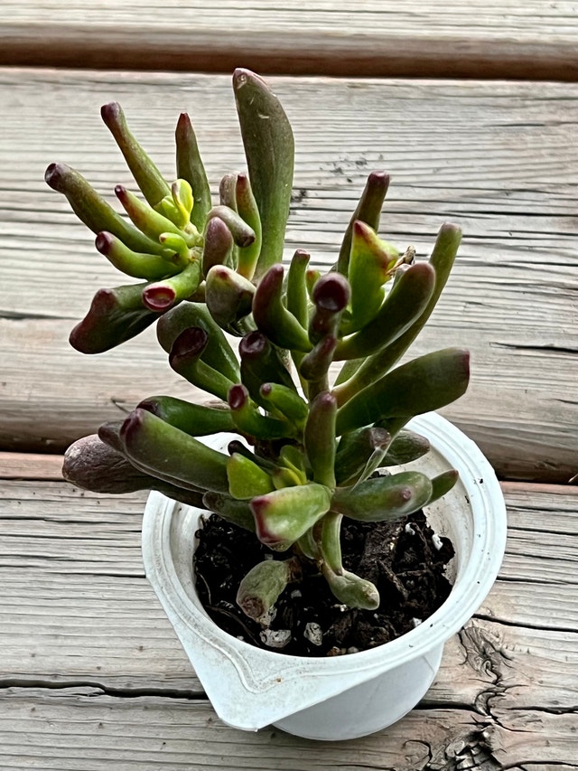 SHREK EAR GOLLUM JADE SUCCULENT - photo 2