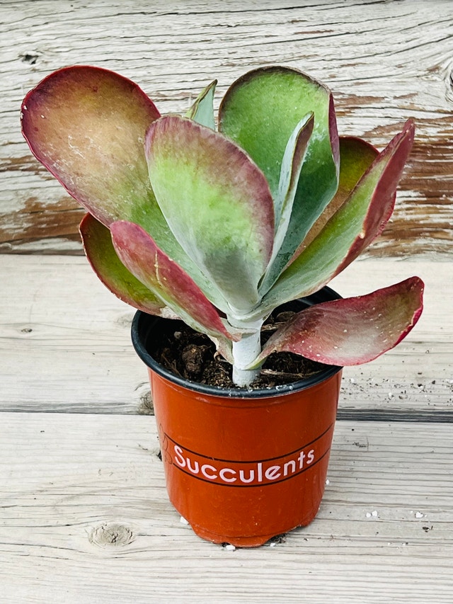 Paddle/ Flapjack Succulent Plant